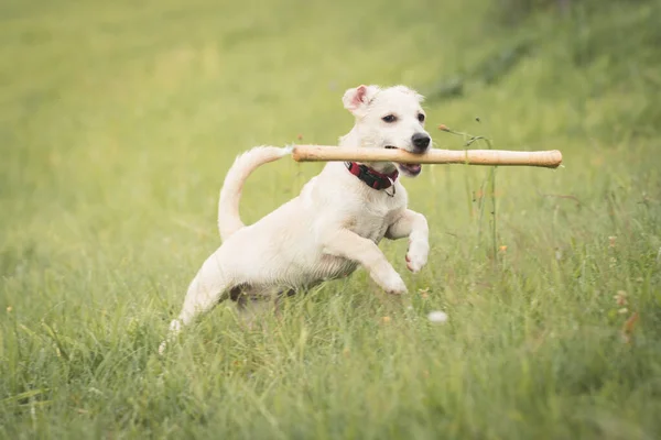 Anjing Labrador Bermain Musim Panas Yang Cerah Pedesaan — Stok Foto