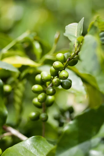 Cacao Guatemala Fresh Fruit Table Theobroma Cacao — Stock Photo, Image