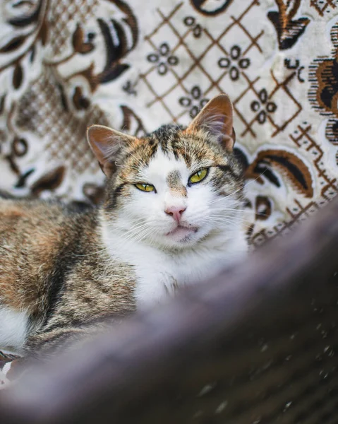 Vertical Shot Cat Sofa — Stock Photo, Image