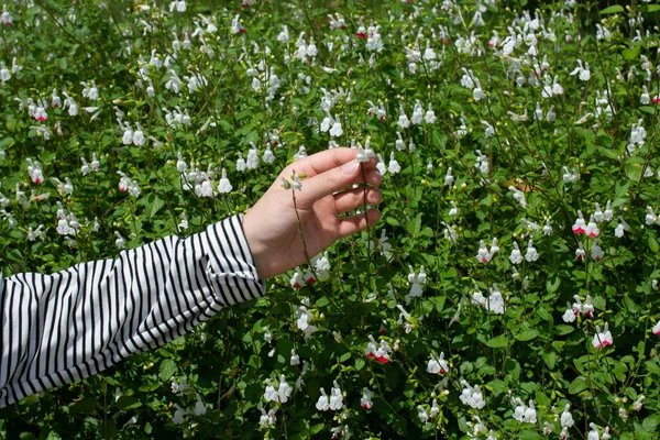 Die Hand Eines Mannes Gestreiften Hemd Mit Glockenblumen Strauch — Stockfoto