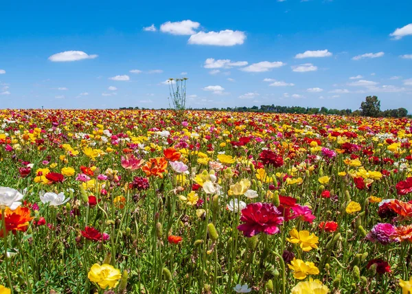 Campo Exuberante Flores Vibrantes Coloridas Sob Céu Azul Brilhante Com — Fotografia de Stock