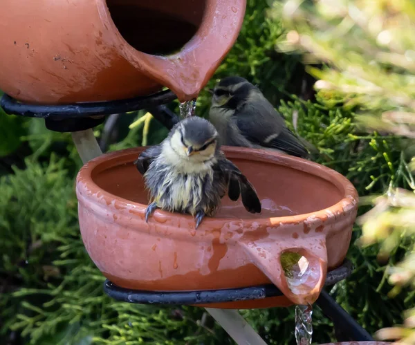 Egy Közeli Kép Egy Aranyos Kismadárról Aki Egy Agyagedény Szélén — Stock Fotó