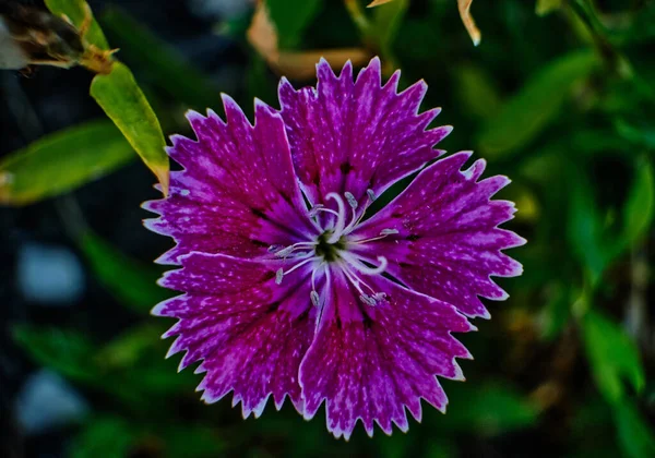 Tiro Seletivo Foco Flores Florescendo Dianthus Chinensis — Fotografia de Stock