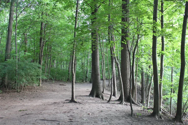 Sentier Dans Une Forêt Pendant Journée — Photo