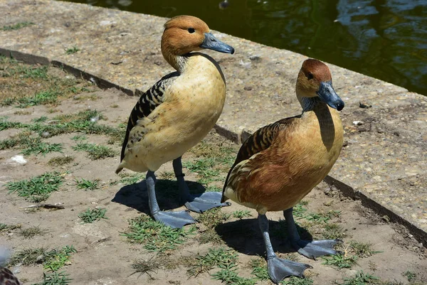 Ein Selektiver Fokusschuss Von Zwei Pfeifenden Enten — Stockfoto