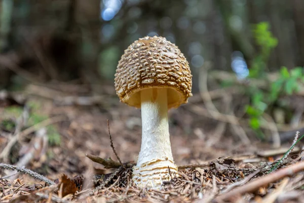 Een Close Shot Van Wilde Paddestoel Planten Een Bos — Stockfoto