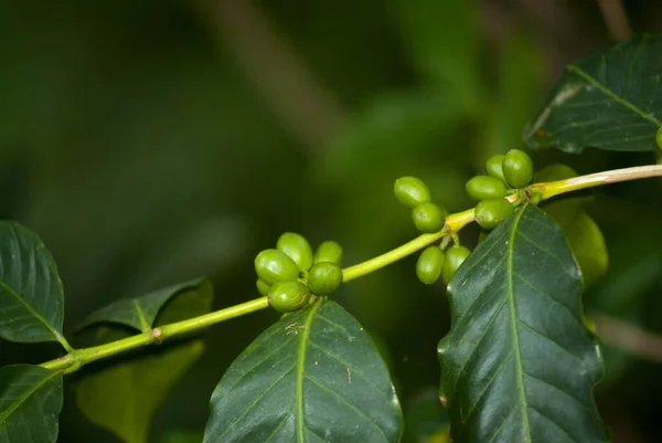 Café Cru Verde Jovem Ramo Guatemala Cultivo Orgânico Coffea Arabica — Fotografia de Stock