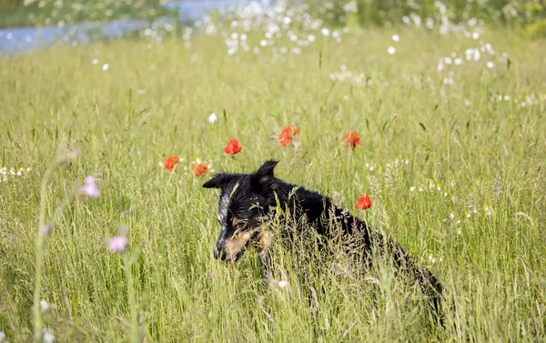 芝生の上に横たわるボーダーコリーは 芝生の上に座って太陽と色の野生の花を楽しむ — ストック写真
