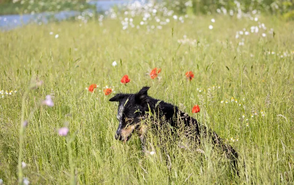 Border Collie Descansando Césped Disfrutar Del Sol Sentado Césped Flores —  Fotos de Stock