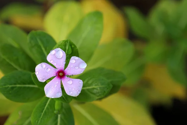 Close Uma Flor Madagáscar Periwinkle Com Folhas Verdes Fundo Borrado — Fotografia de Stock