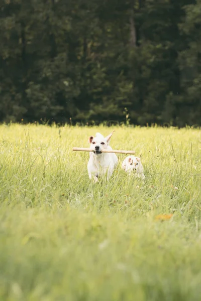 Labrador Dog Playing Sunny Summer Day Countryside — Stock Photo, Image