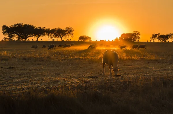 美しい夕日の中でかわいい子羊の放牧のクローズアップショット — ストック写真