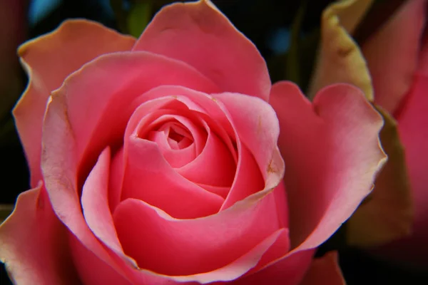 Una Messa Fuoco Selettiva Una Rosa Rosa Brillante — Foto Stock