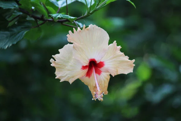 Een Selectieve Focus Van Volledig Bloeiende Hibiscus Bloem Tegen Een — Stockfoto