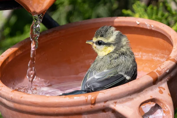 Close Shot Cute Little Bird Standing Clay Pot Water Being — Stock Photo, Image