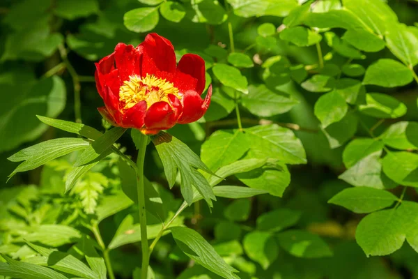 Closeup Shot Red Peony Flowers — Stock Photo, Image