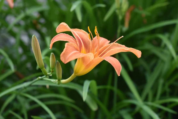 Ένα Ανθισμένο Λουλούδι Και Μπουμπούκια Στον Κήπο — Φωτογραφία Αρχείου