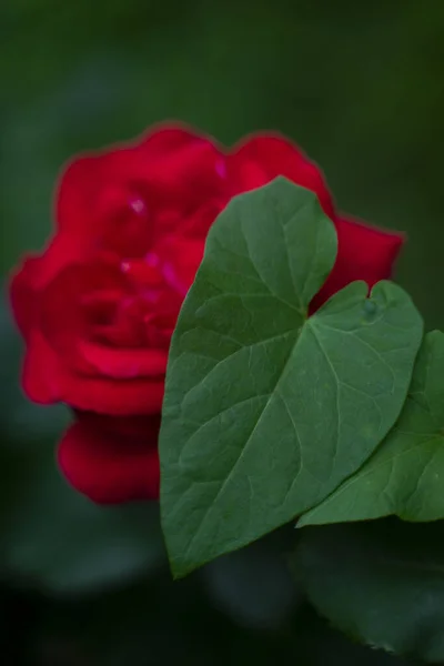Sélectif Une Feuille Fleur Lilas Sur Fond Une Rose Rouge — Photo