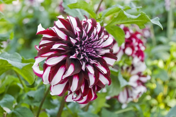 Close Uma Flor Dahlia Multicolorida Cultivada Jardim — Fotografia de Stock