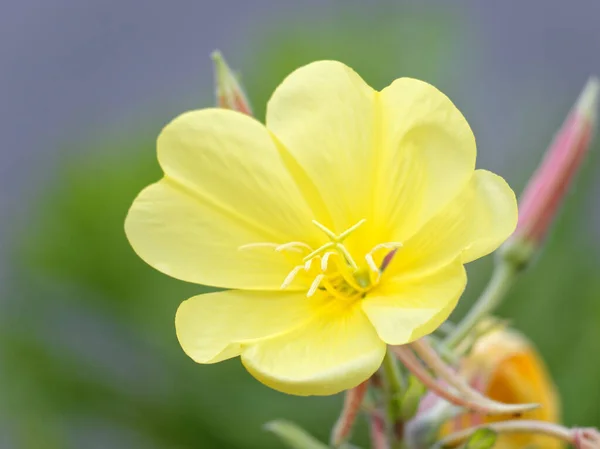 Güzel Sarı Bir Çiçeğin Yakın Çekimi — Stok fotoğraf