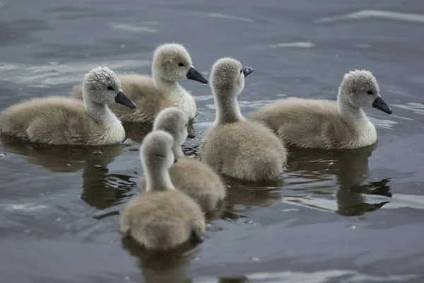 Close Bando Cisnes Mudos Bebê Nadando Lago Com Fundo Embaçado — Fotografia de Stock