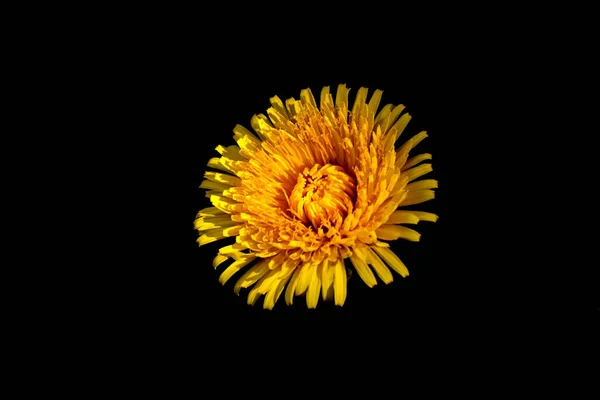 Ένα Κοντινό Πλάνο Ενός Κεφαλιού Λουλουδιού Πικραλίδας Σκούρο Φόντο Φύλλων — Φωτογραφία Αρχείου
