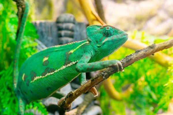 Enfoque Selectivo Joven Camaleón Verde Una Rama — Foto de Stock