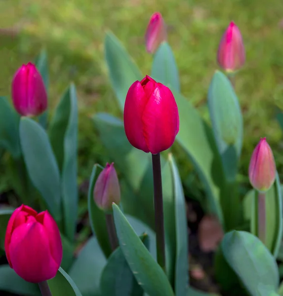 Mise Point Sélective Tulipes Rose Foncé Dans Jardin — Photo