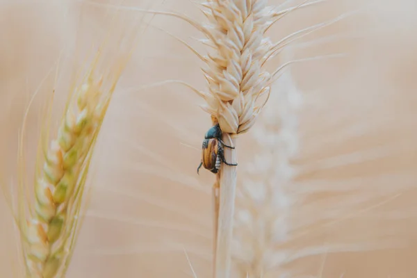 Een Selectieve Focusshot Van Rijpe Tarwekorrels Met Insecten Het Landbouwveld — Stockfoto