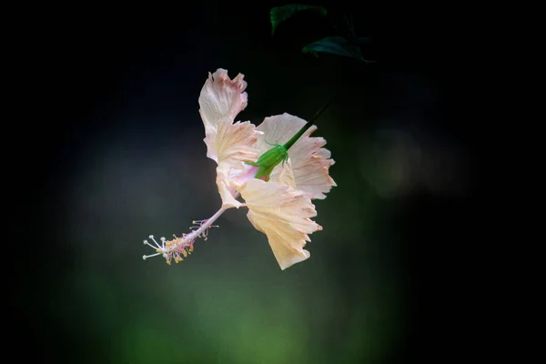 Teljesen Virágos Hibiszkusz Virág Szelektív Fókusza Homályos Háttérrel — Stock Fotó