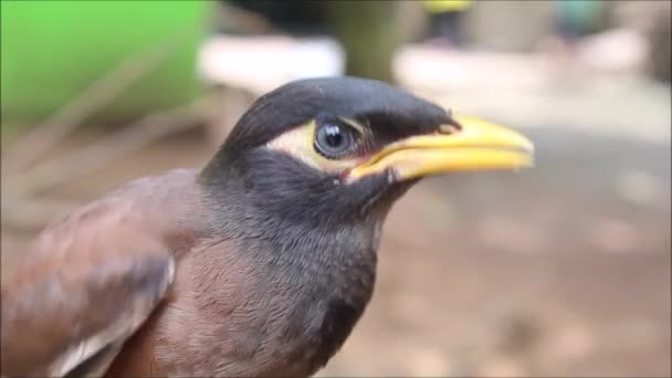 Oiseau Est Assis Sur Une Branche Arbre — Video