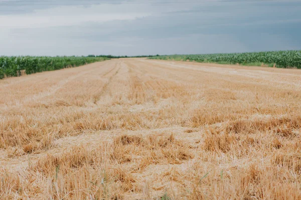 農場の収穫した小麦の穀物から残された藁の選択的焦点ショット — ストック写真