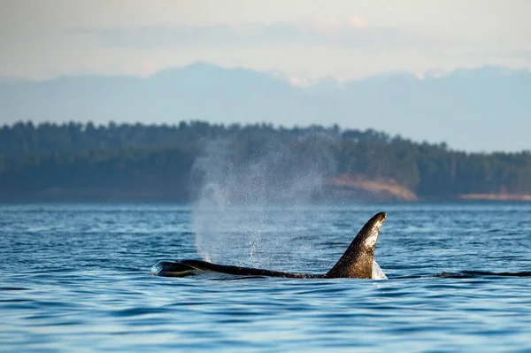 Une Orque Migratrice Une Épaulard Surface Eau Orcinus Orca Île — Photo