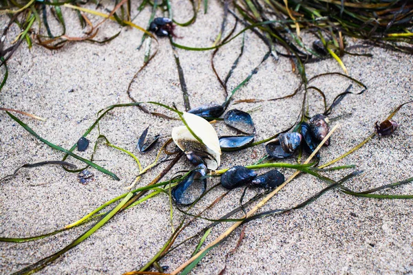 海滩上的炮弹特写镜头 — 图库照片