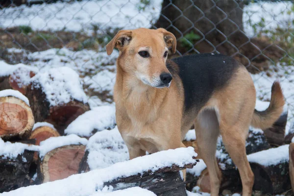 Yalnız Köpek Soğuğa Kara Maruz Kaldı — Stok fotoğraf