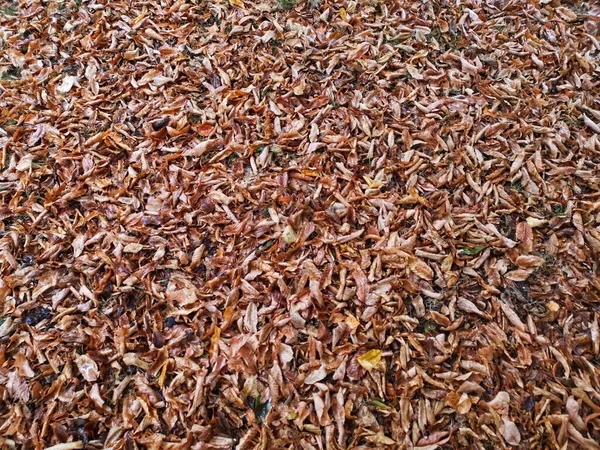 High Angle Shot Beautiful Crunchy Golden Leaves Fallen Ground Fall — Stock Photo, Image