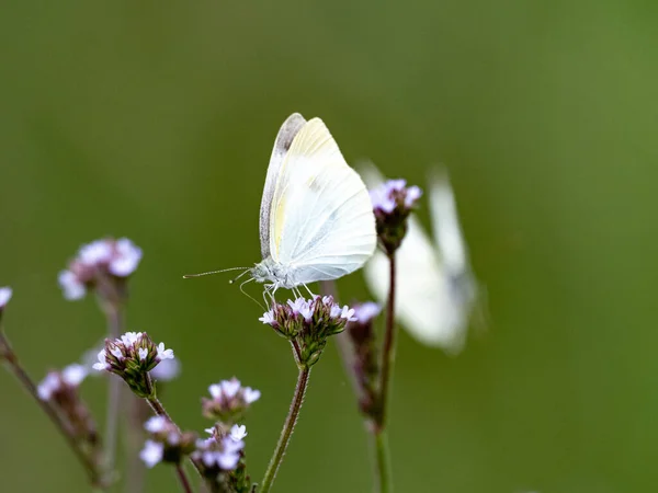 Ein Schöner Pieris Rapae Oder Weißkohl Schmetterling Der Auf Violetten — Stockfoto