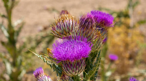 Purple tartar thistles in a field