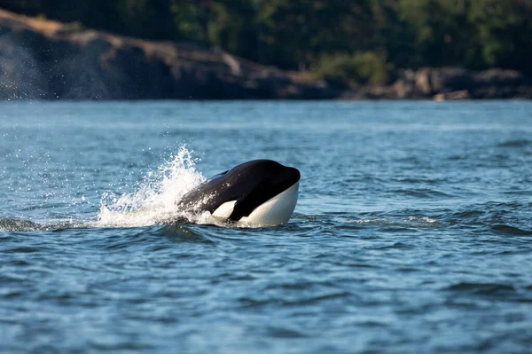Uma Baleia Orca Transitória Uma Baleia Assassina Saltando Água Orcinus — Fotografia de Stock