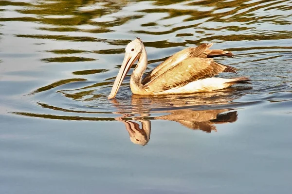 Brown Pelican Hunting Swimming Reflective Water — Stock Photo, Image