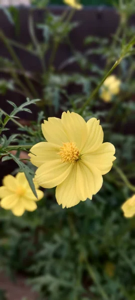 Selektywny Żółty Kosmos Cosmos Sulmocznik Kwiat Kwitnący Zieleni — Zdjęcie stockowe