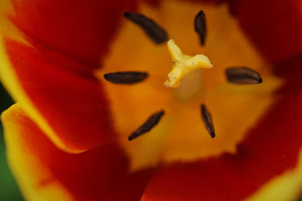 Gros Plan Tulip Flair Poussant Dans Champ Sous Lumière Soleil — Photo