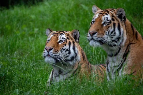 Primer Plano Tigres Zsl Whipsnade Zoo Inglaterra — Foto de Stock