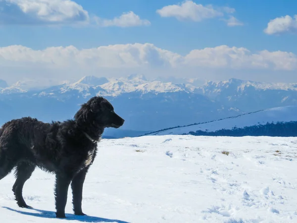 Nahaufnahme Eines Neufundländischen Hundes Auf Einem Schneebedeckten Hügel — Stockfoto