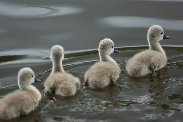 Close Bando Cisnes Mudos Bebê Nadando Lago Com Fundo Embaçado — Fotografia de Stock