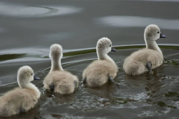 Närbild Gaggle Baby Stum Svanar Simma Sjö Med Suddig Bakgrund — Stockfoto