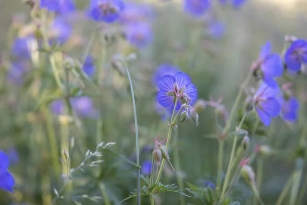 Colpo Fuoco Selettivo Fiore Geranio Viola Giardino — Foto Stock