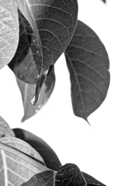 白い背景を背景にした灰色の葉のショット — ストック写真