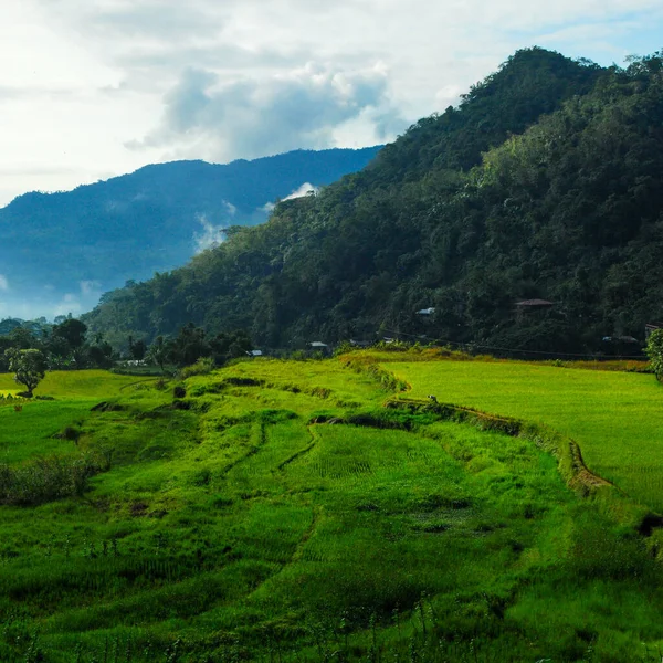 Plan Vertical Des Pittoresques Terrasses Riz Banaue Dans — Photo