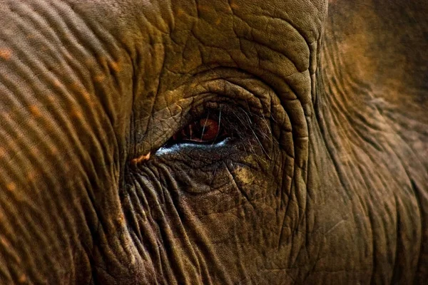 Makro Ujęcie Twarzy Uroczego Słonia Mokrym Okiem — Zdjęcie stockowe
